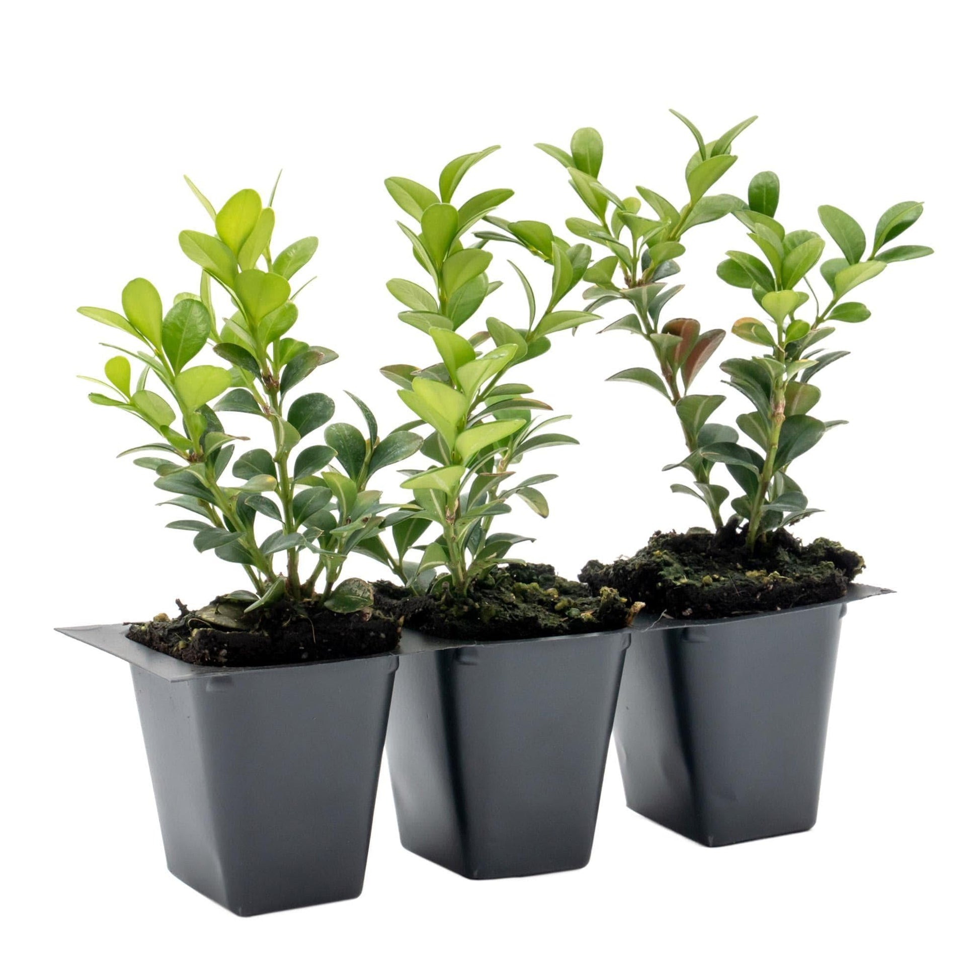 Buxus Microphylla 'little Missy' - View 40 from www redcrocus com