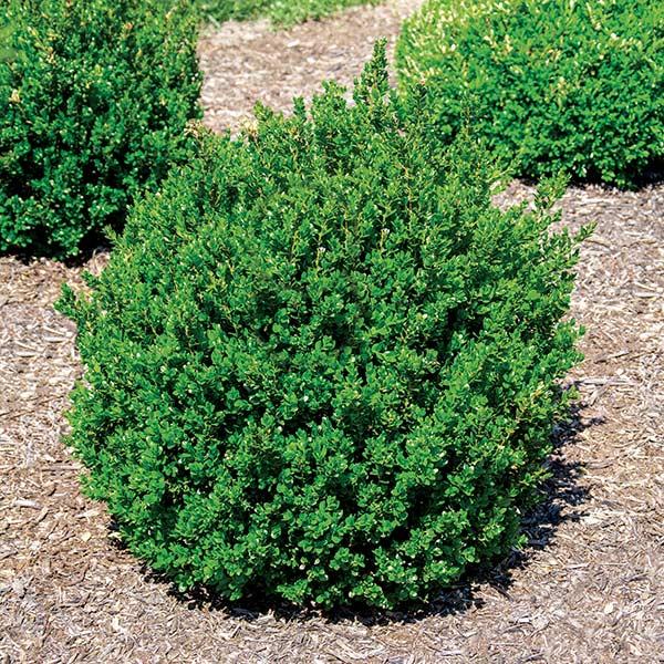 Buxus Microphylla 'little Missy' - View 4 from www redcrocus com