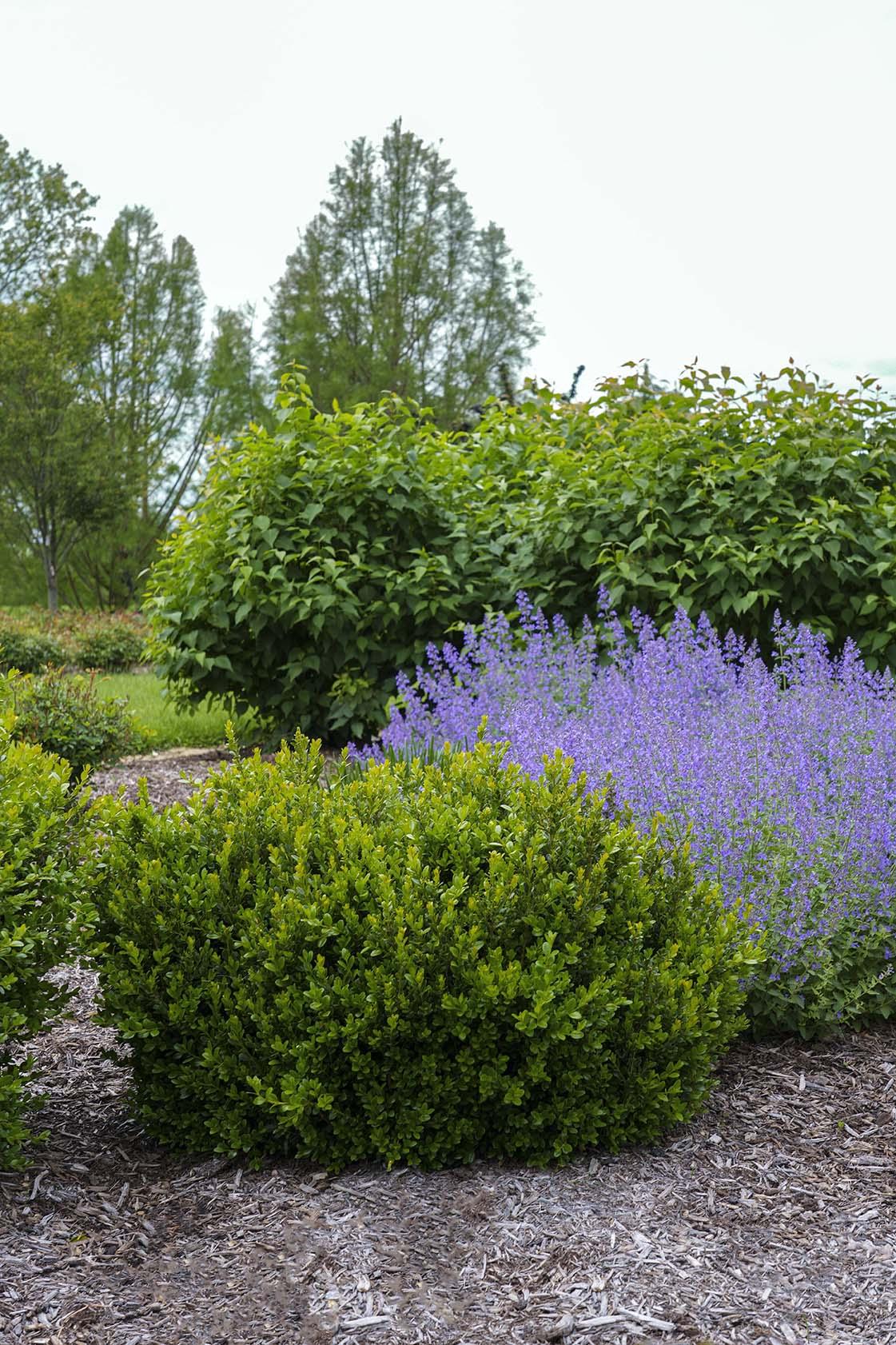 Buxus Microphylla 'little Missy' - View 5 from www redcrocus com