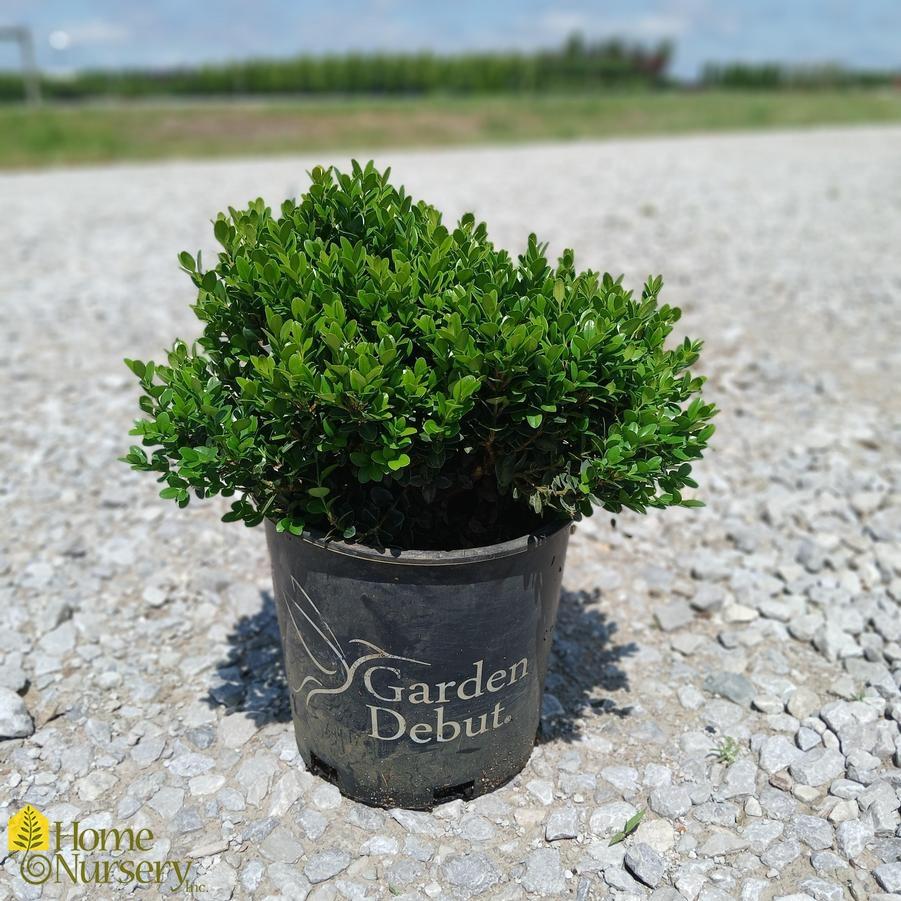 Buxus Microphylla 'little Missy' - View 6 from www redcrocus com