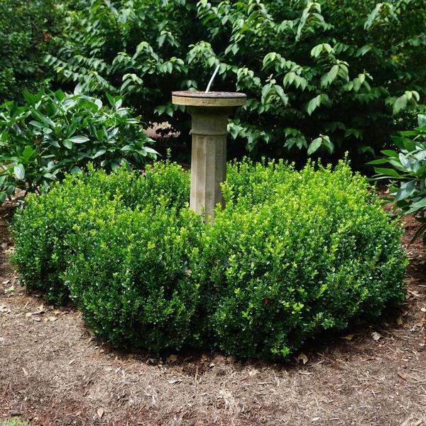 Buxus Microphylla 'little Missy' - View 7 from www redcrocus com