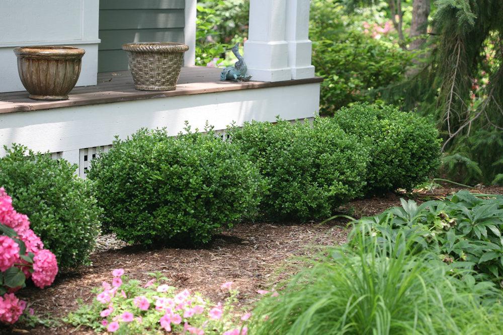 Buxus Microphylla 'little Missy' - View 8 from www redcrocus com