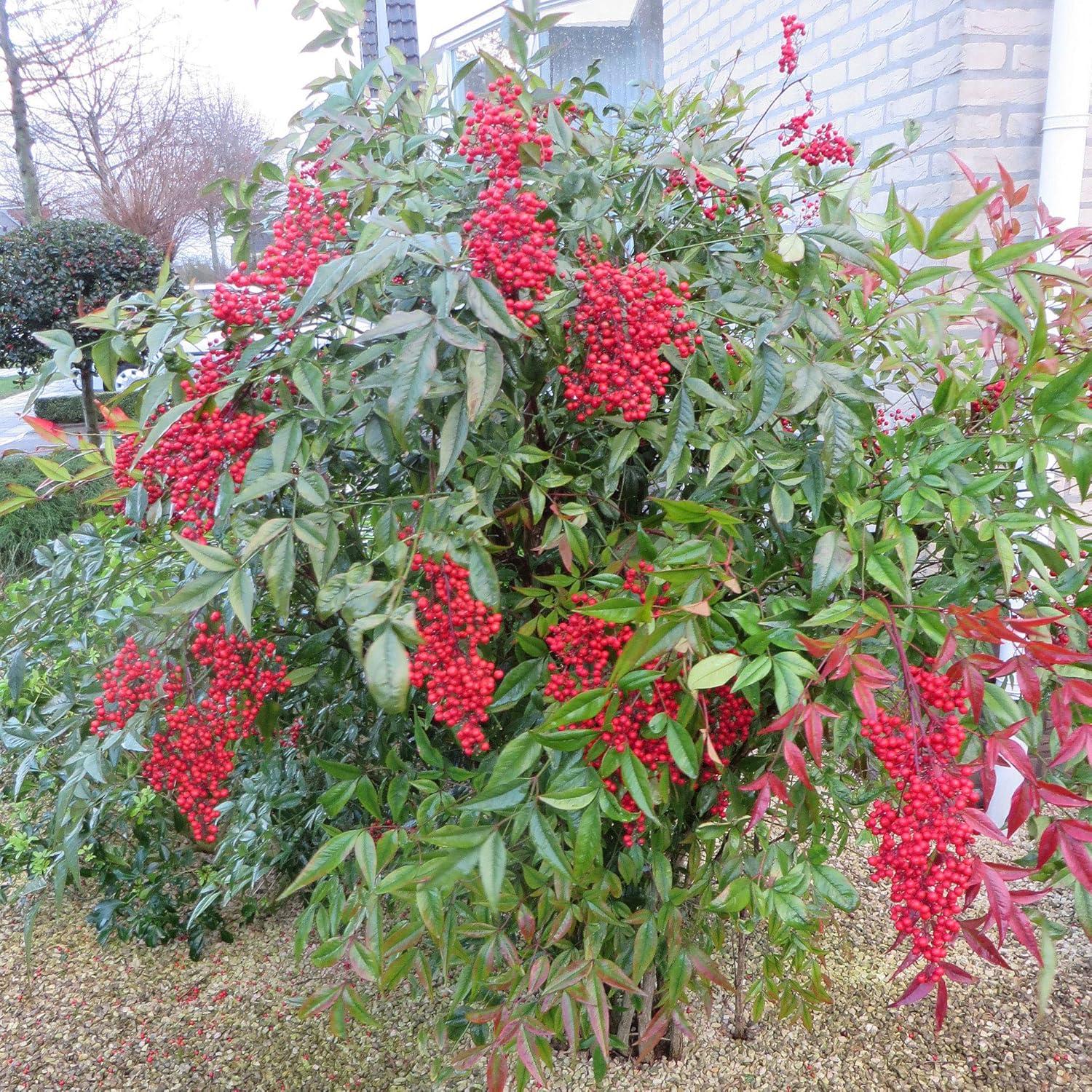 Nandina Domestica Firepower - View 15 from www redcrocus com