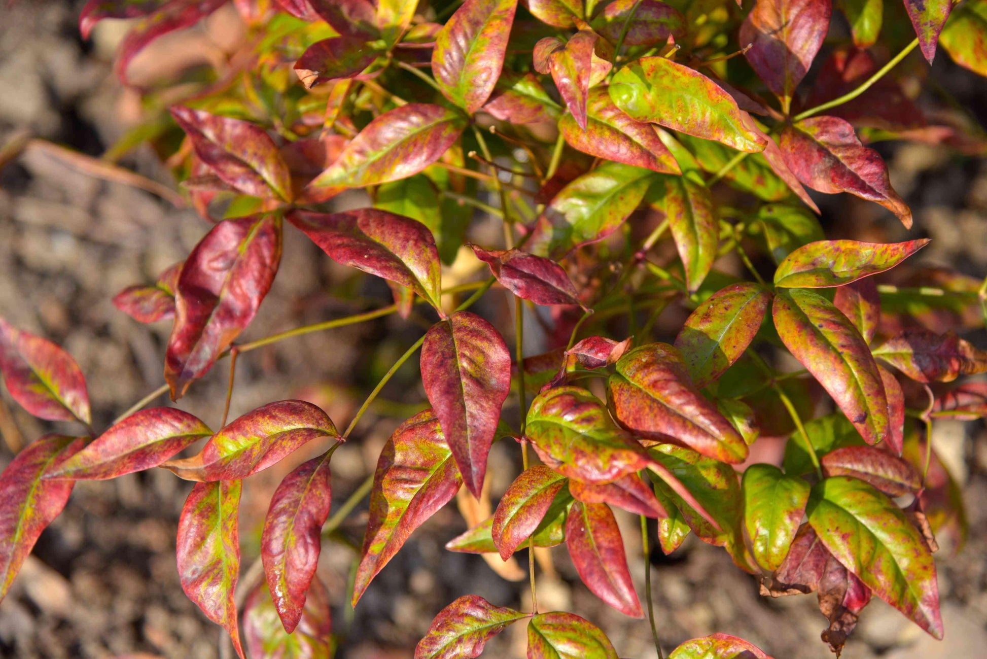 Nandina Domestica Firepower - View 19 from www redcrocus com