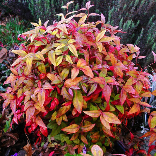 Nandina Domestica Firepower - View 1 from www redcrocus com