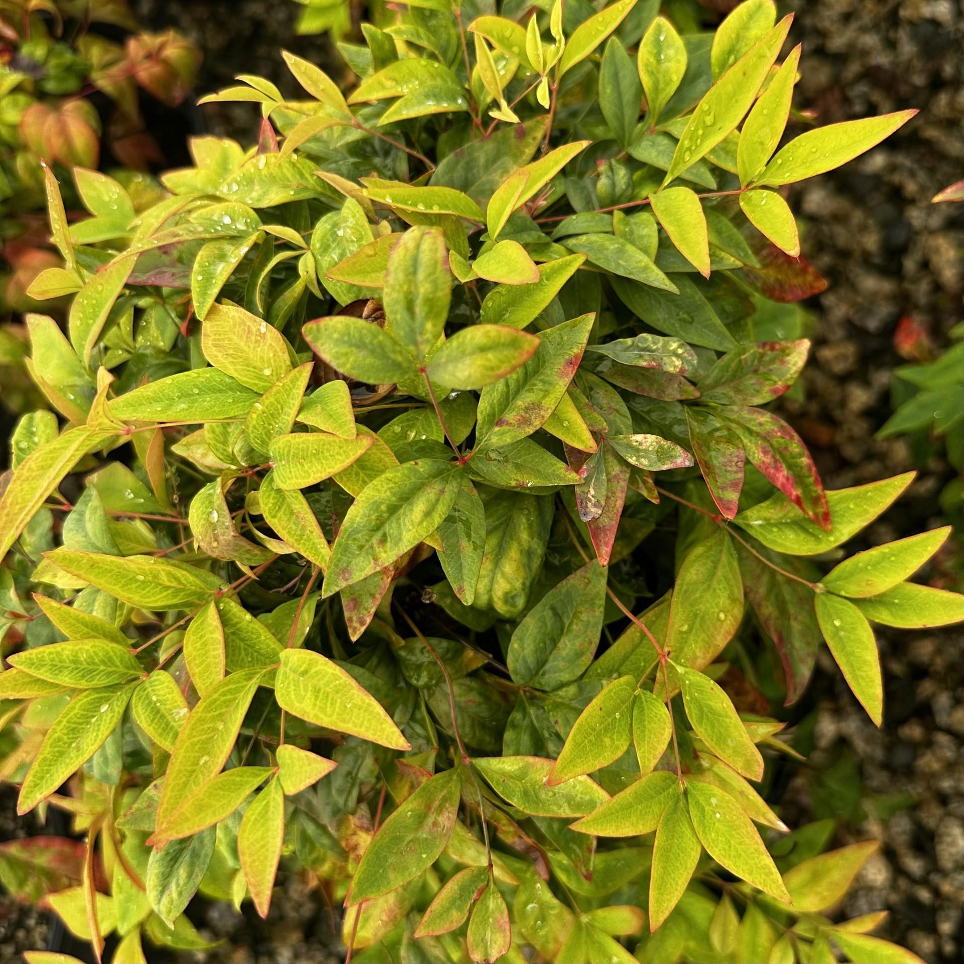 Nandina Domestica Firepower - View 9 from www redcrocus com