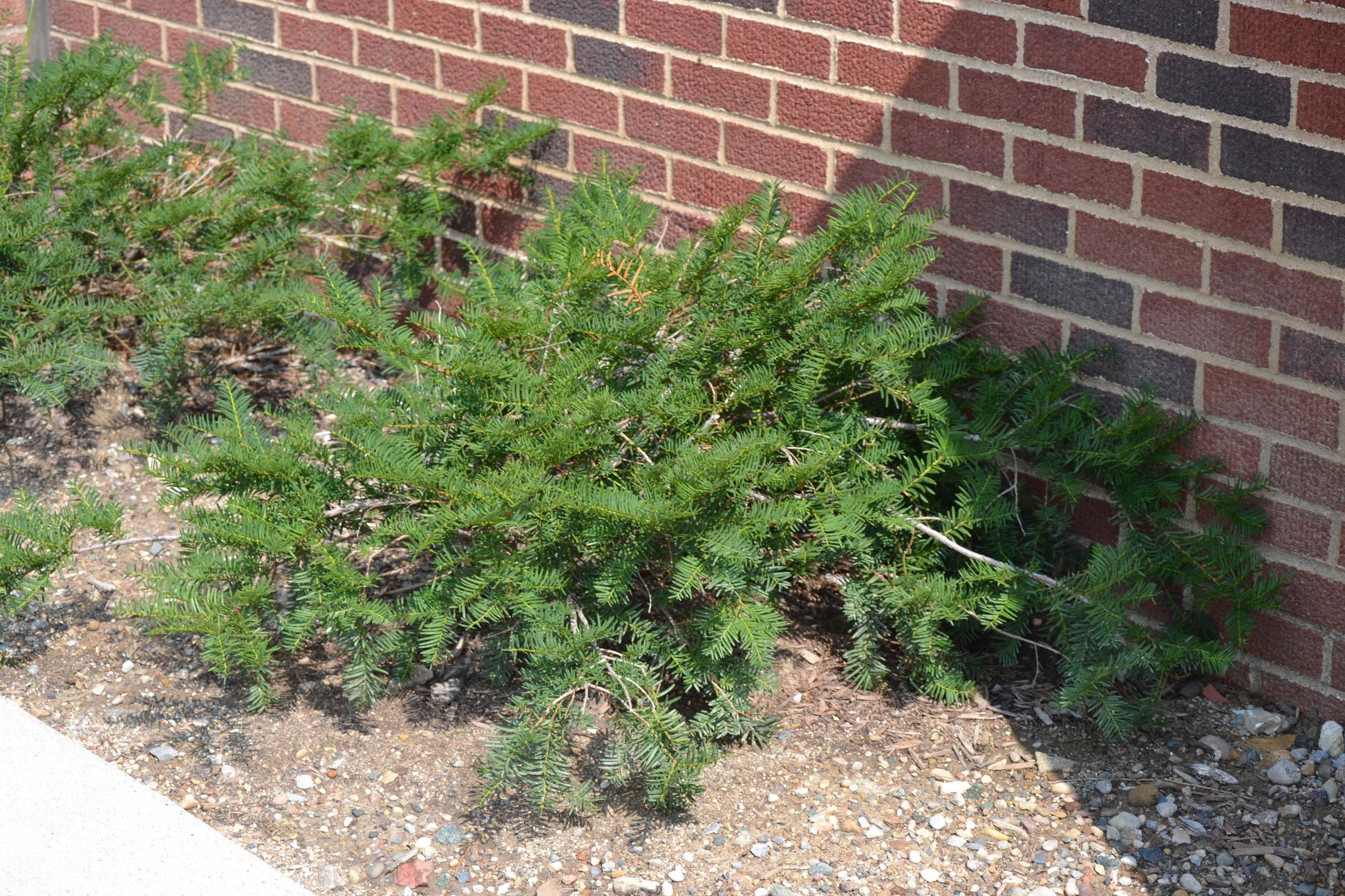 Taxus Media Dark Green Spreader - View 12 from www redcrocus com