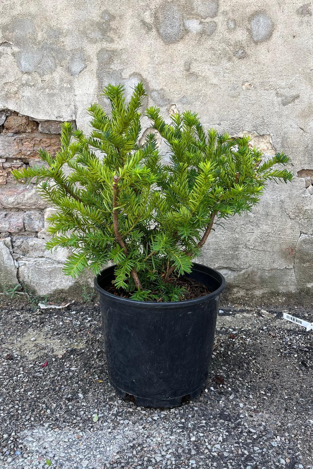 Taxus Media Dark Green Spreader - View 15 from www redcrocus com