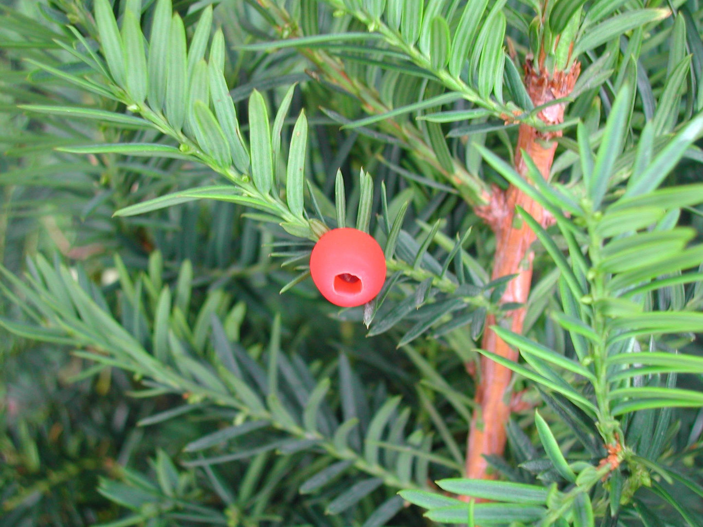 Taxus Media Dark Green Spreader - View 18 from www redcrocus com