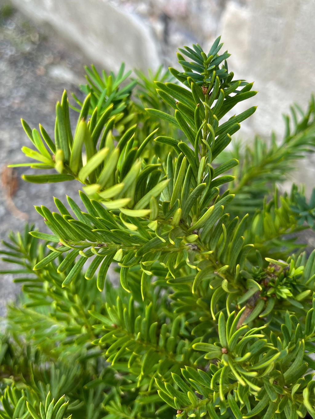 Taxus Media Dark Green Spreader - View 2 from www redcrocus com