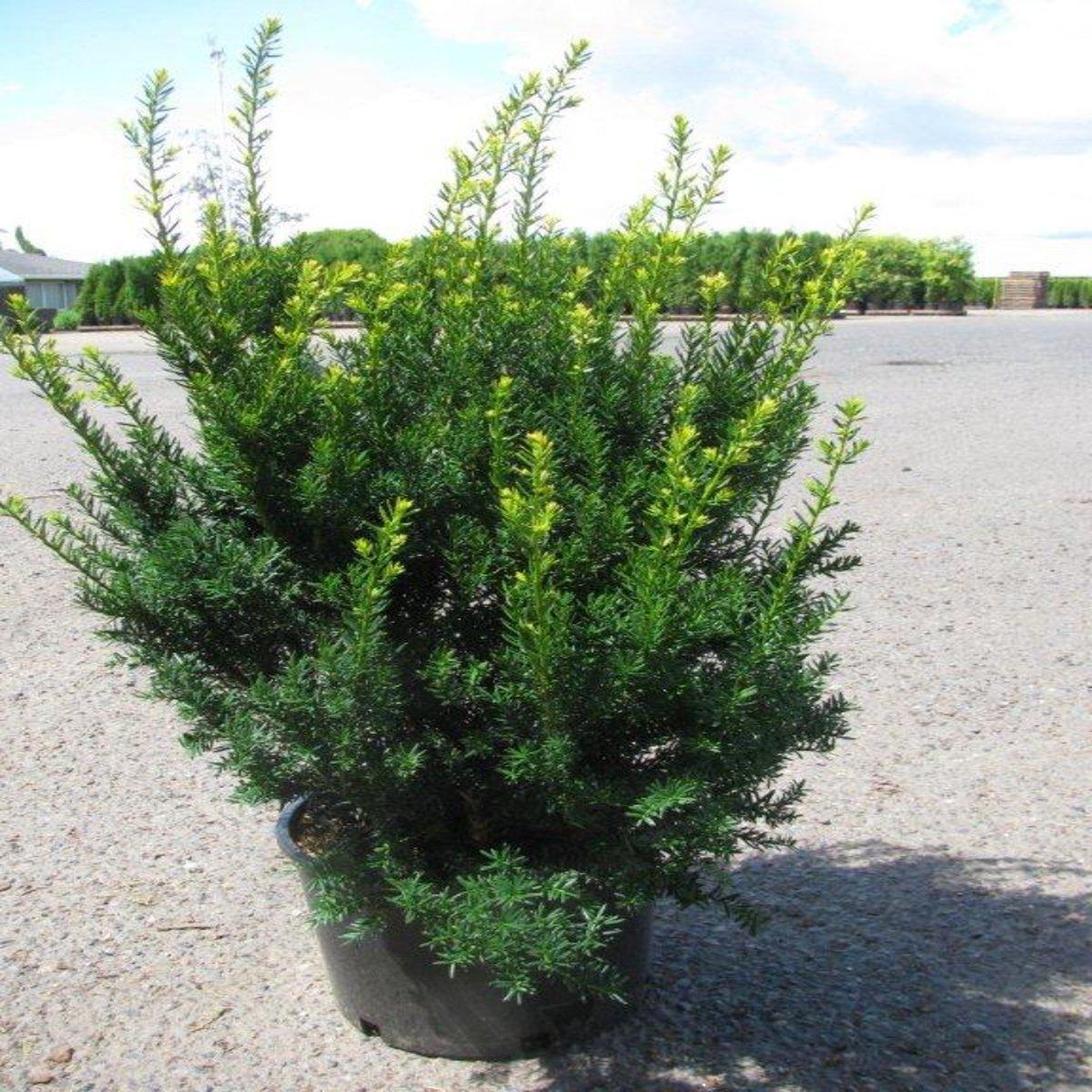 Taxus Media Dark Green Spreader - View 5 from www redcrocus com