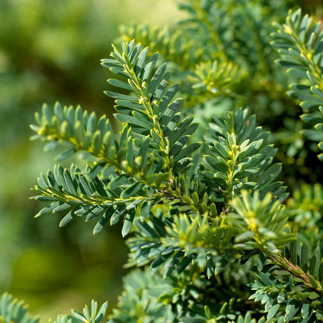 Taxus Media Dark Green Spreader - View 8 from www redcrocus com