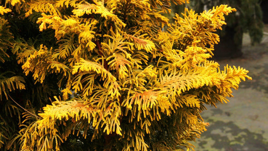 Chamaecyparis Obtusa Aurea - View 11 from www redcrocus com