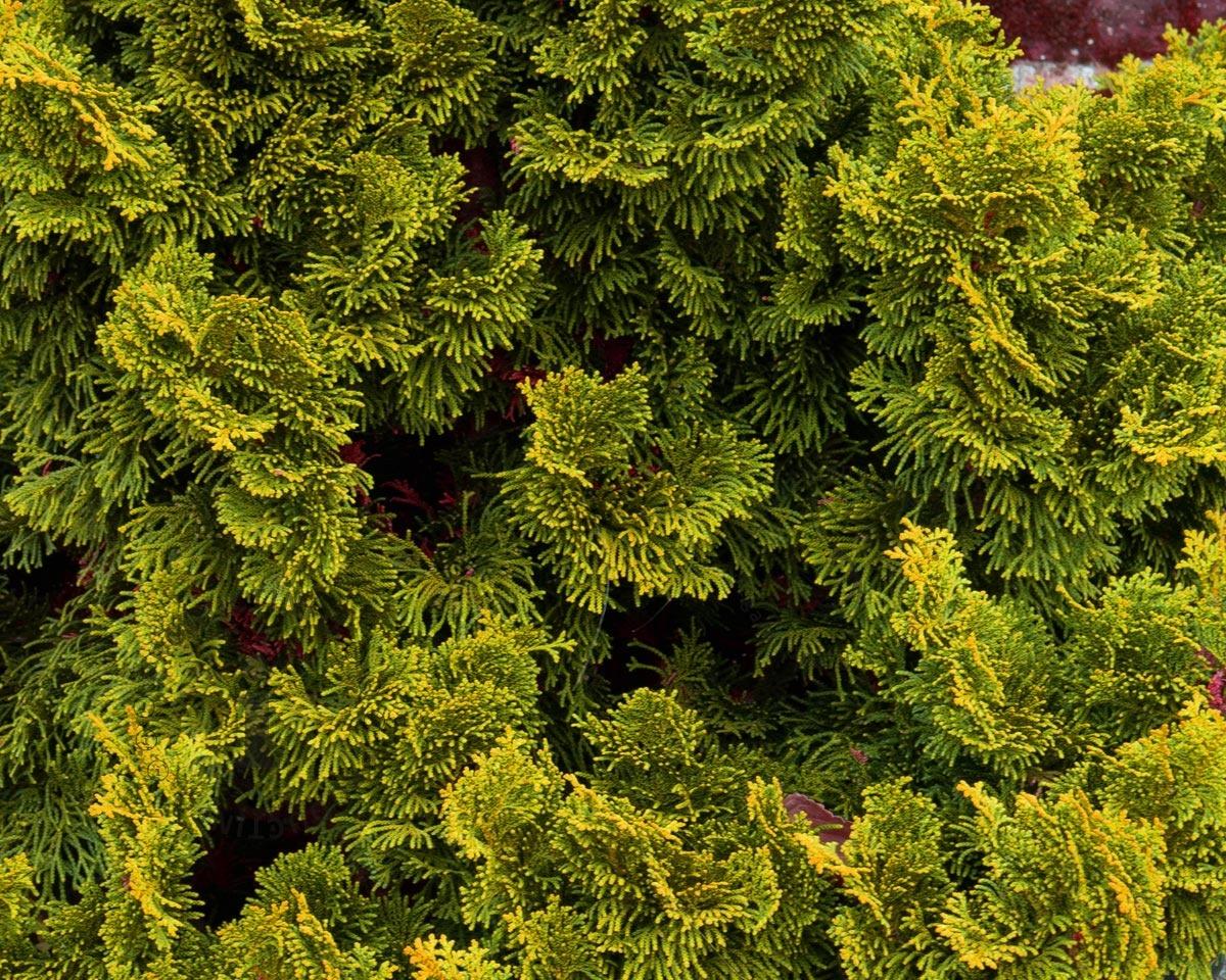 Chamaecyparis Obtusa Aurea - View 13 from www redcrocus com