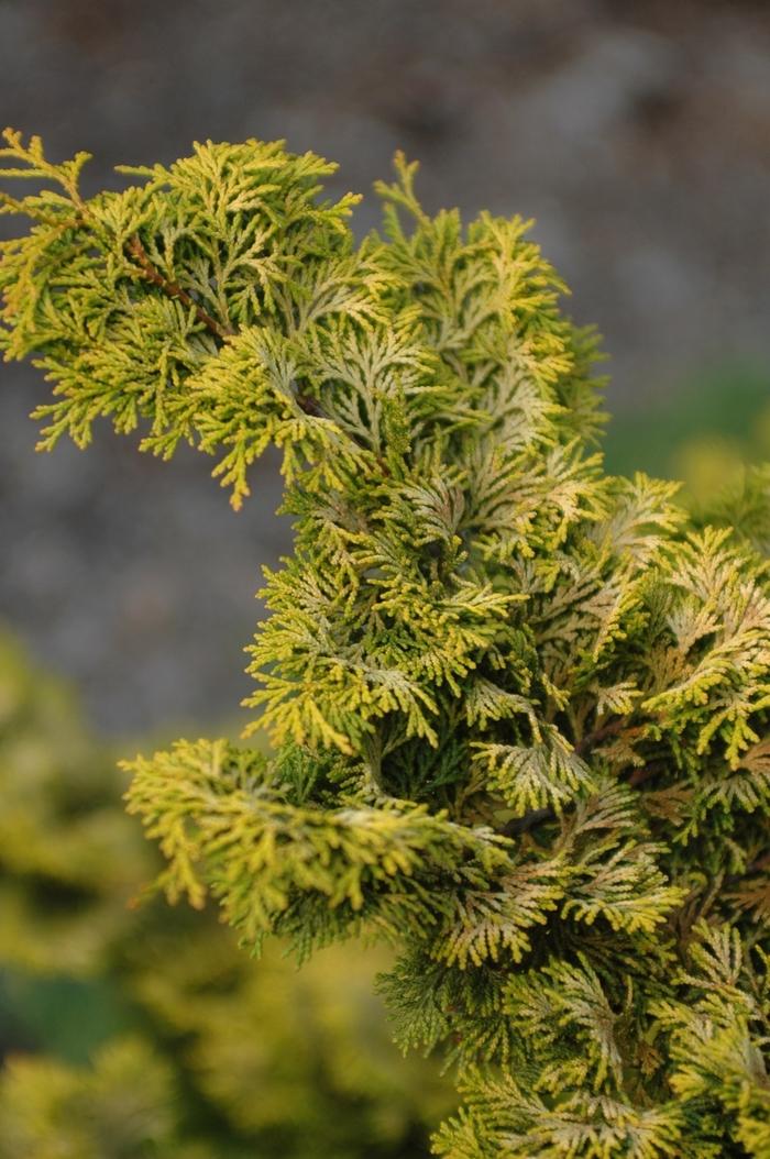 Chamaecyparis Obtusa Aurea - View 14 from www redcrocus com