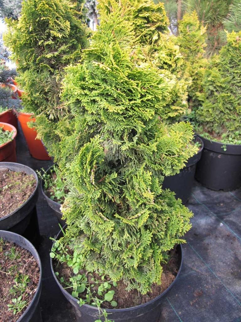 Chamaecyparis Obtusa Aurea - View 15 from www redcrocus com