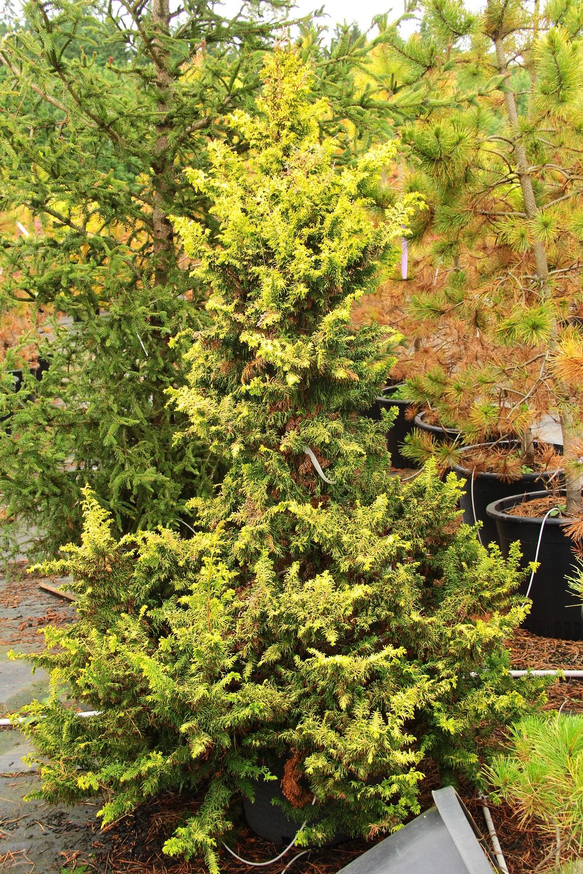 Chamaecyparis Obtusa Aurea - View 19 from www redcrocus com
