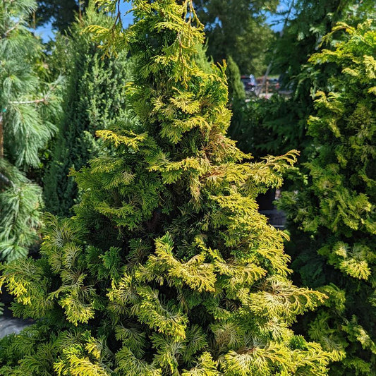 Chamaecyparis Obtusa Aurea - View 1 from www redcrocus com
