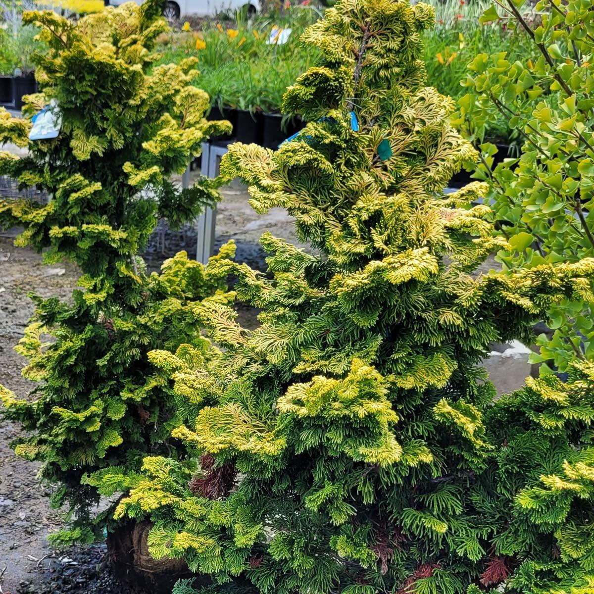 Chamaecyparis Obtusa Aurea - View 2 from www redcrocus com