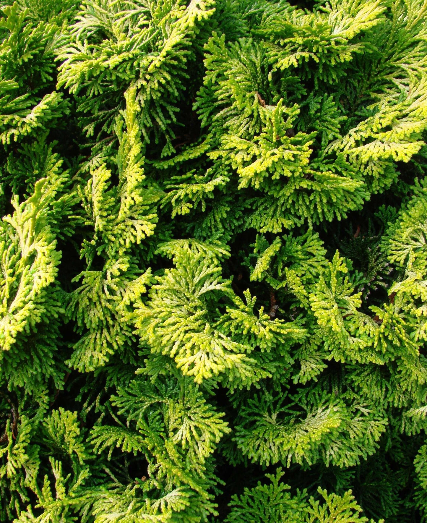 Chamaecyparis Obtusa Aurea - View 3 from www redcrocus com