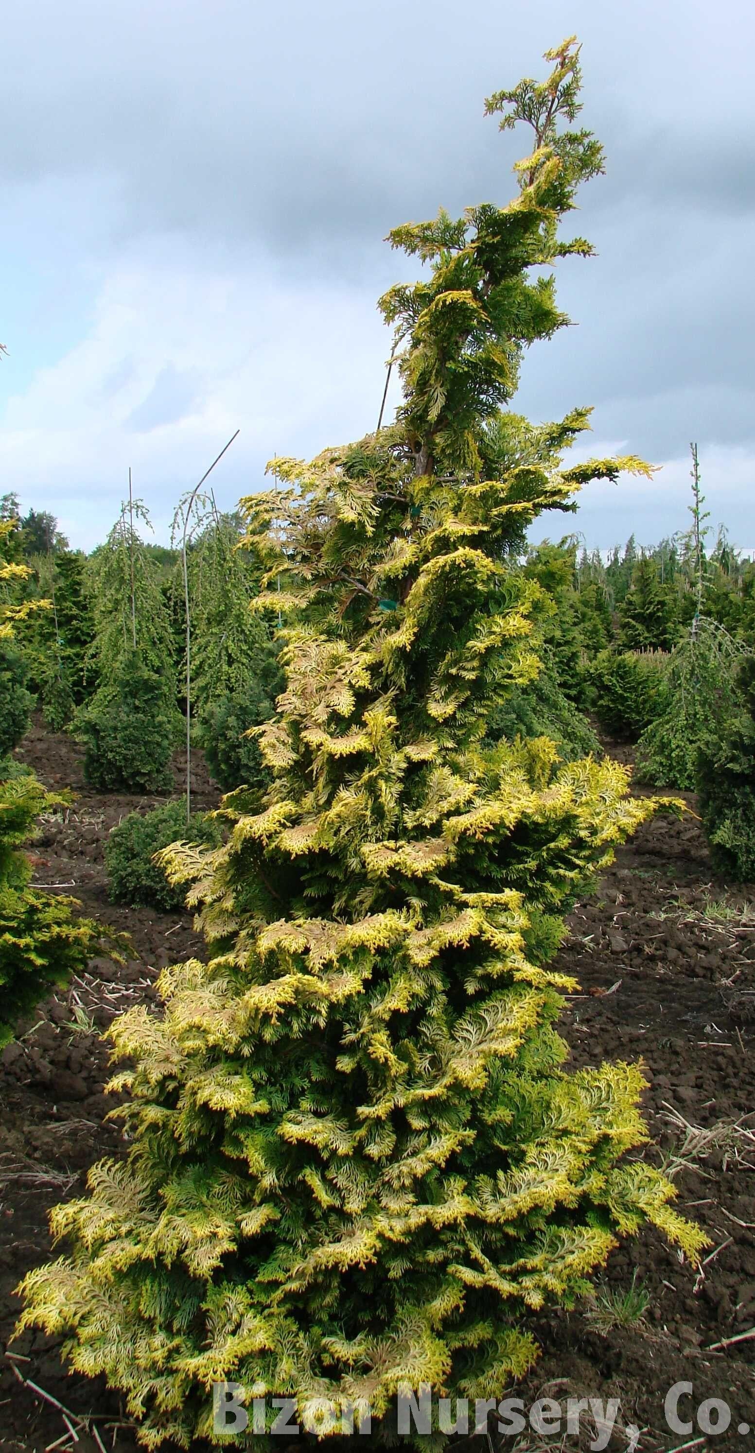 Chamaecyparis Obtusa Aurea - View 4 from www redcrocus com