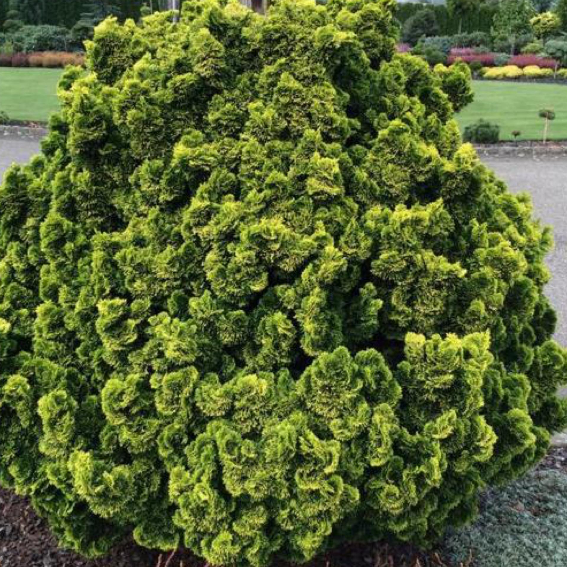 Chamaecyparis Obtusa Aurea - View 7 from www redcrocus com