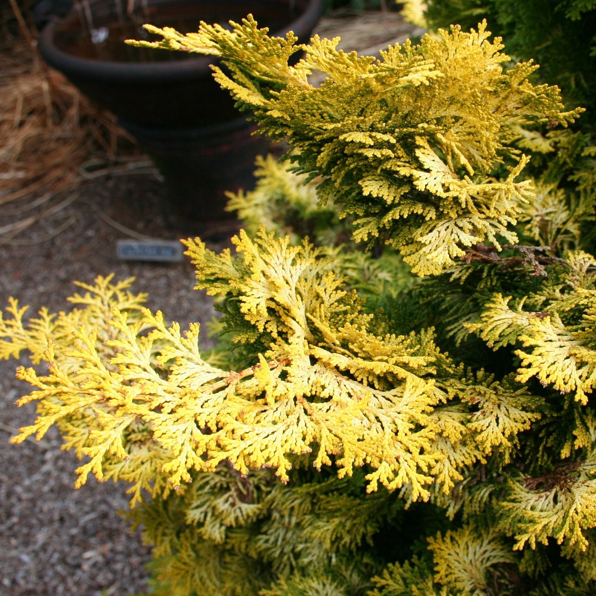 Chamaecyparis Obtusa Aurea - View 9 from www redcrocus com
