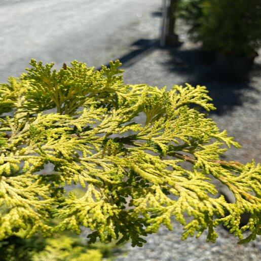 Chamaecyparis Obtusa 'golden Pillar' - View 10 from www redcrocus com