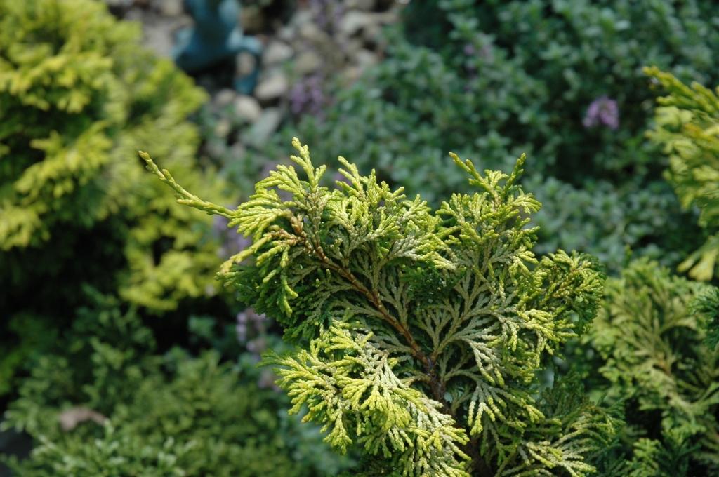 Chamaecyparis Obtusa 'golden Pillar' - View 12 from www redcrocus com