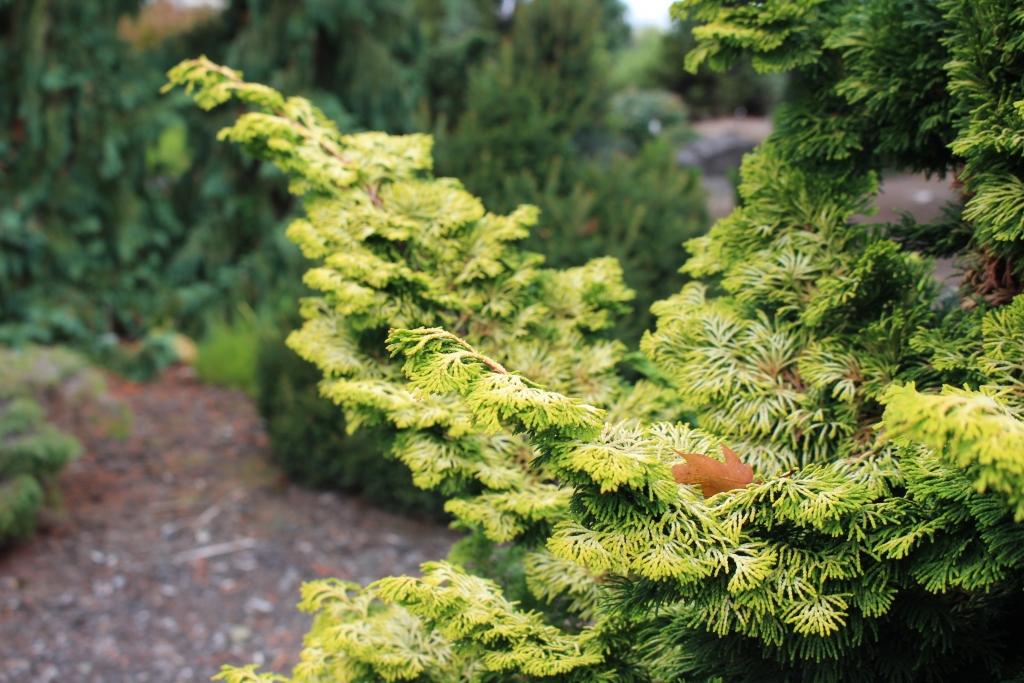 Chamaecyparis Obtusa 'golden Pillar' - View 15 from www redcrocus com
