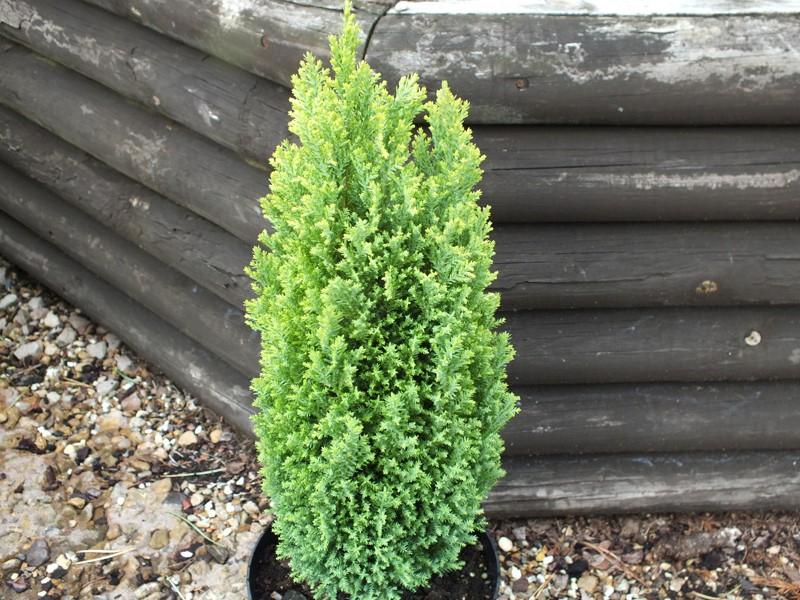Chamaecyparis Obtusa 'golden Pillar' - View 18 from www redcrocus com