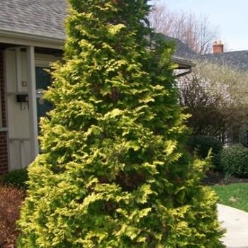 Chamaecyparis Obtusa 'golden Pillar' - View 19 from www redcrocus com