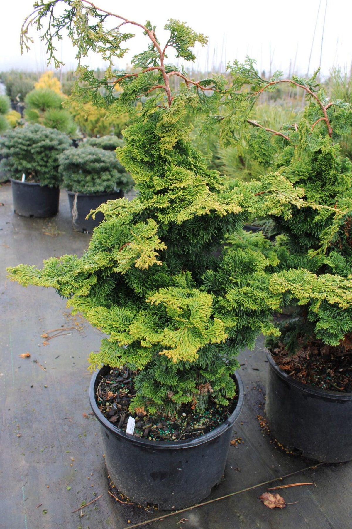 Chamaecyparis Obtusa 'golden Pillar' - View 1 from www redcrocus com