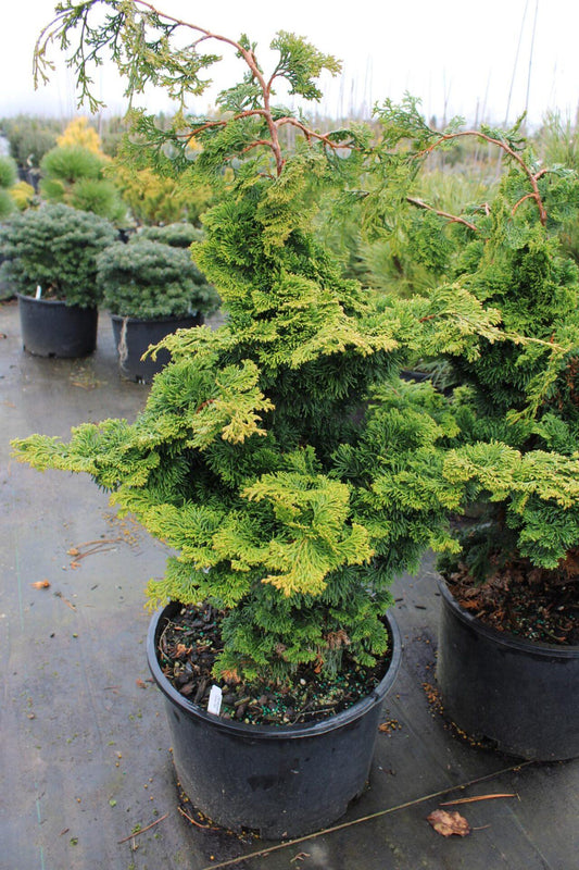 Chamaecyparis Obtusa 'golden Pillar' - View 1 from www redcrocus com