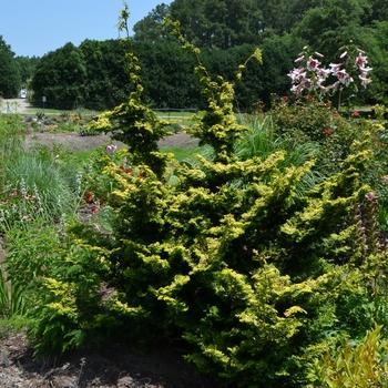 Chamaecyparis Obtusa 'golden Pillar' - View 20 from www redcrocus com