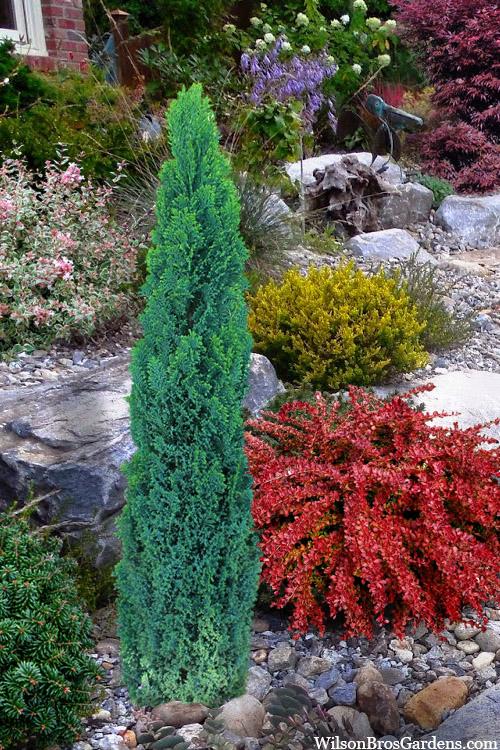 Chamaecyparis Obtusa 'golden Pillar' - View 24 from www redcrocus com