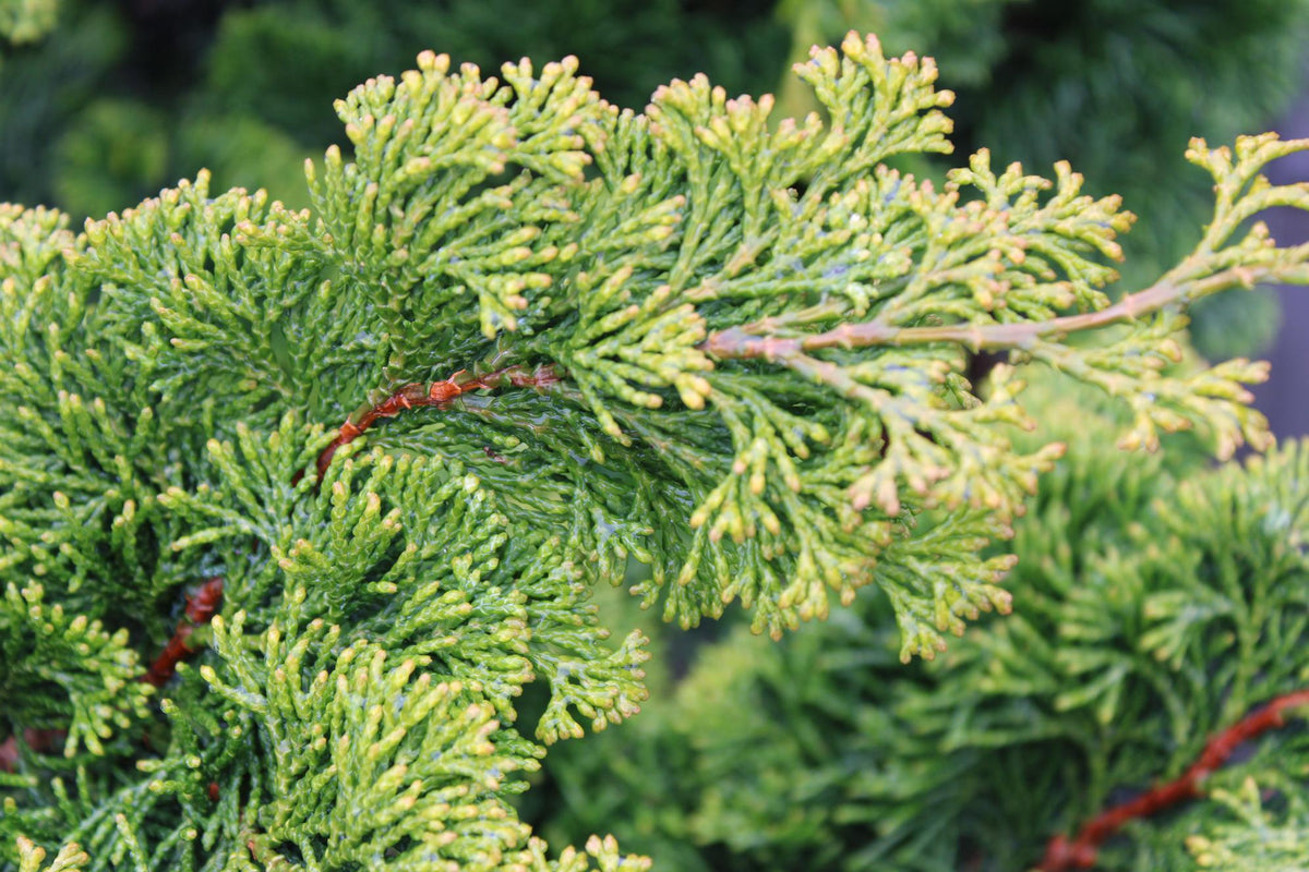 Chamaecyparis Obtusa 'golden Pillar' - View 6 from www redcrocus com