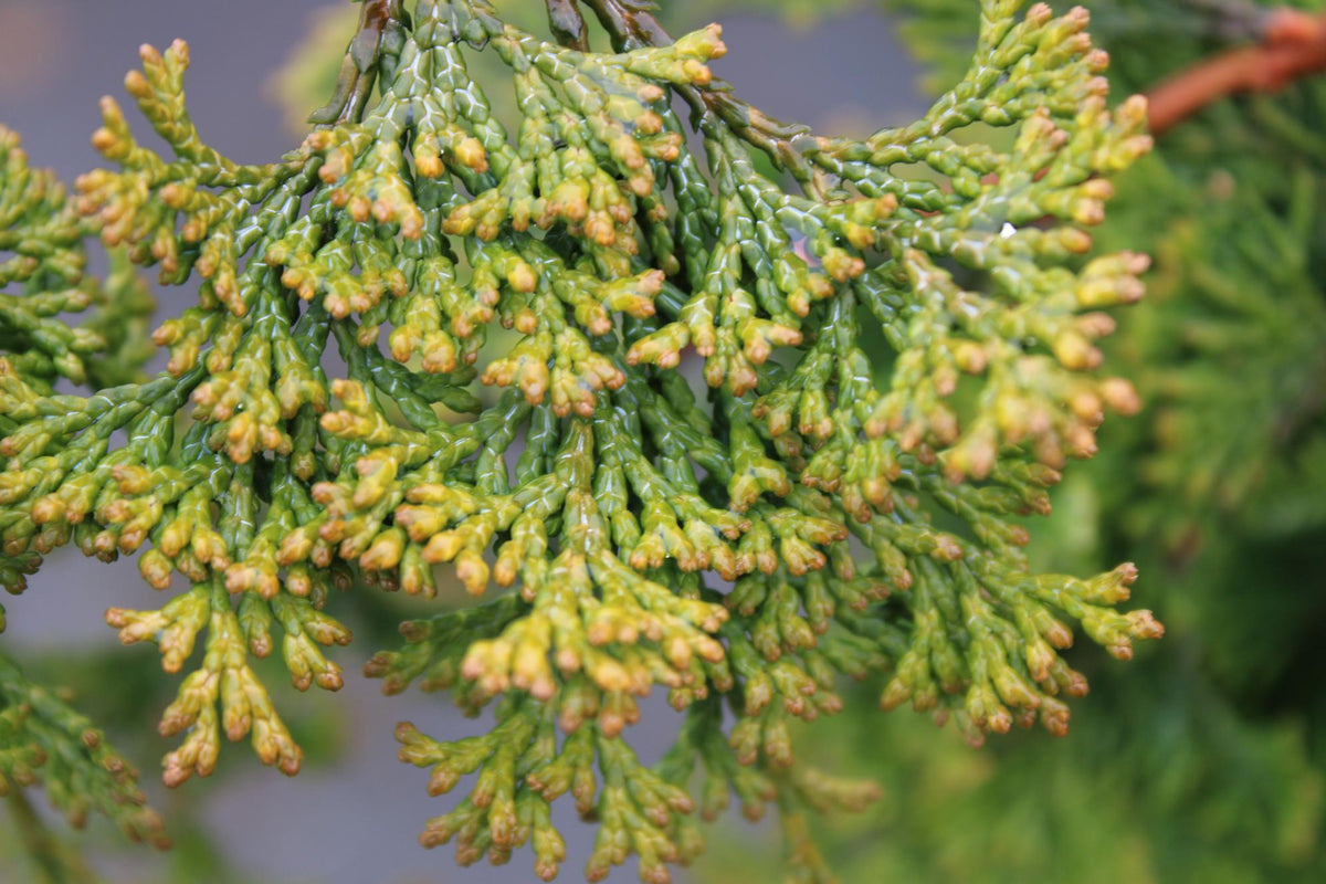 Chamaecyparis Obtusa 'golden Pillar' - View 7 from www redcrocus com