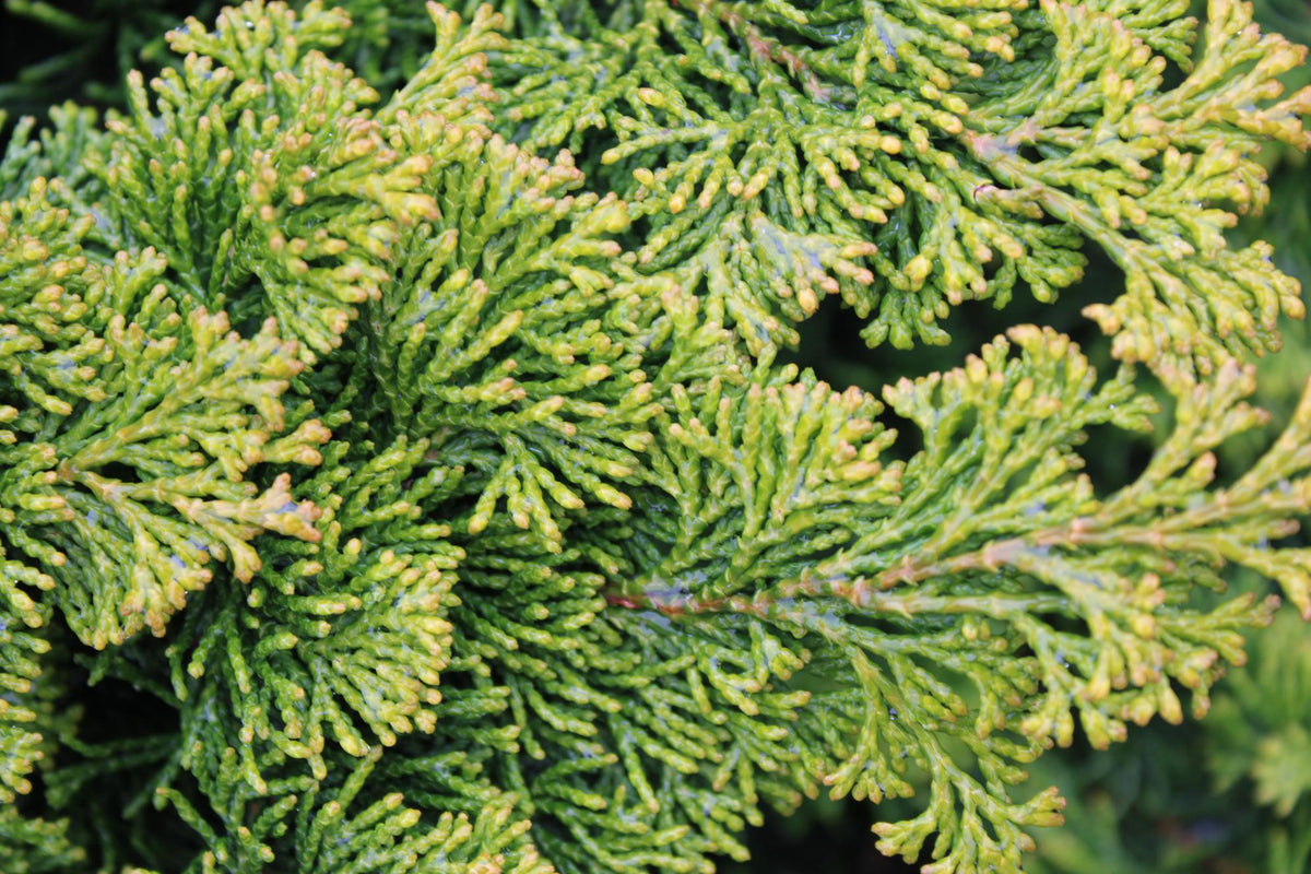 Chamaecyparis Obtusa 'golden Pillar' - View 8 from www redcrocus com