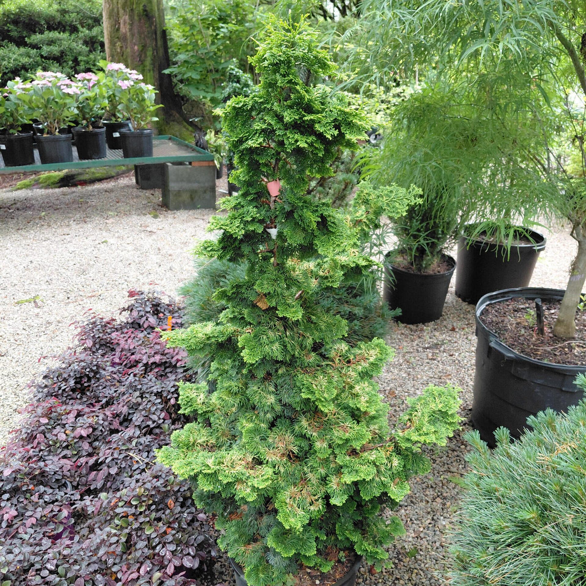 Chamaecyparis Obtusa 'golden Pillar' - View 9 from www redcrocus com
