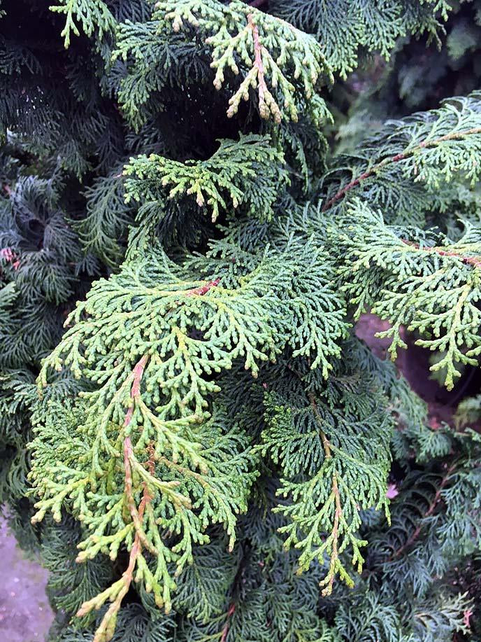 Chamaecyparis Obtusa 'prostrata' - View 13 from www redcrocus com