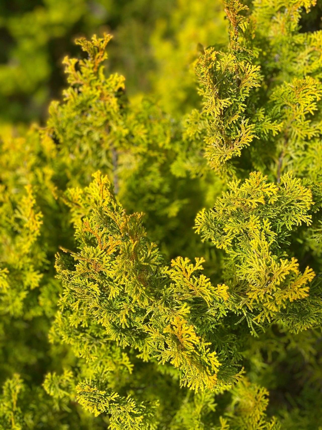 Chamaecyparis Obtusa 'prostrata' - View 19 from www redcrocus com