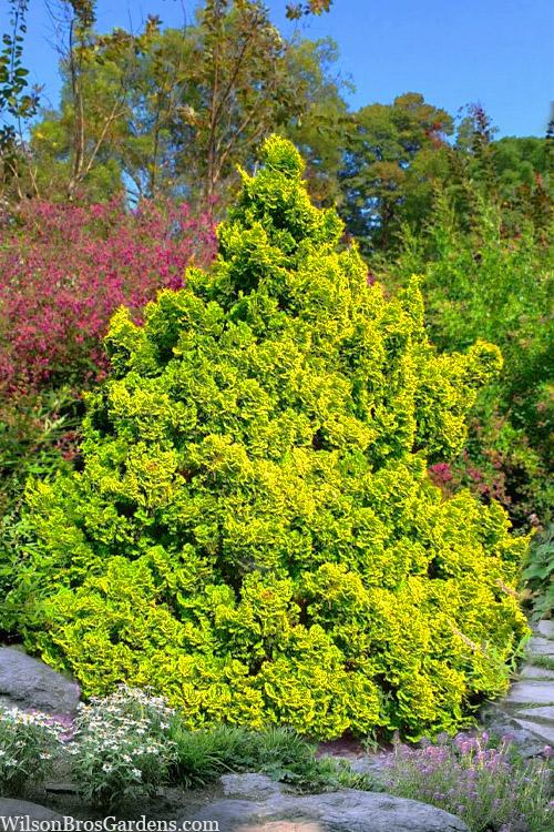 Chamaecyparis Obtusa 'prostrata' - View 3 from www redcrocus com