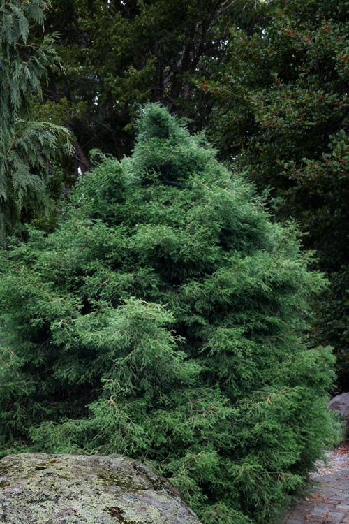 Chamaecyparis Obtusa 'prostrata' - View 4 from www redcrocus com