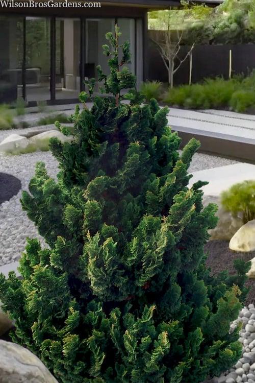 Chamaecyparis Obtusa Rigid Dwarf - View 14 from www redcrocus com