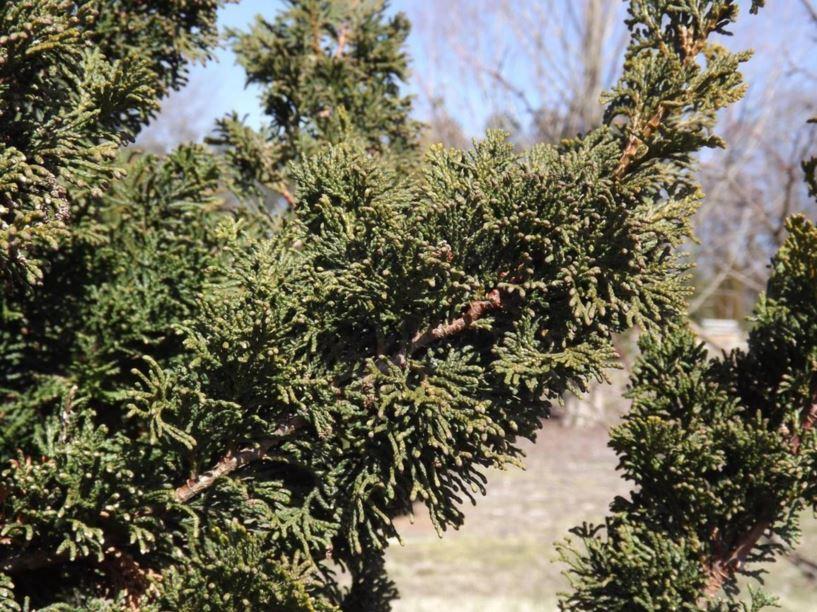 Chamaecyparis Obtusa Rigid Dwarf - View 15 from www redcrocus com