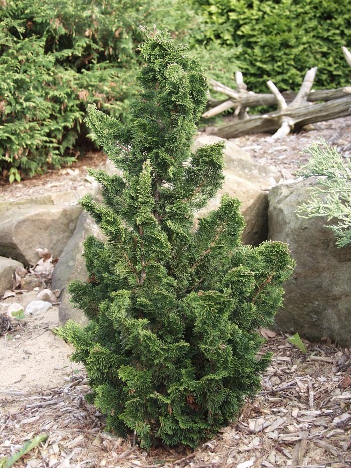 Chamaecyparis Obtusa Rigid Dwarf - View 1 from www redcrocus com