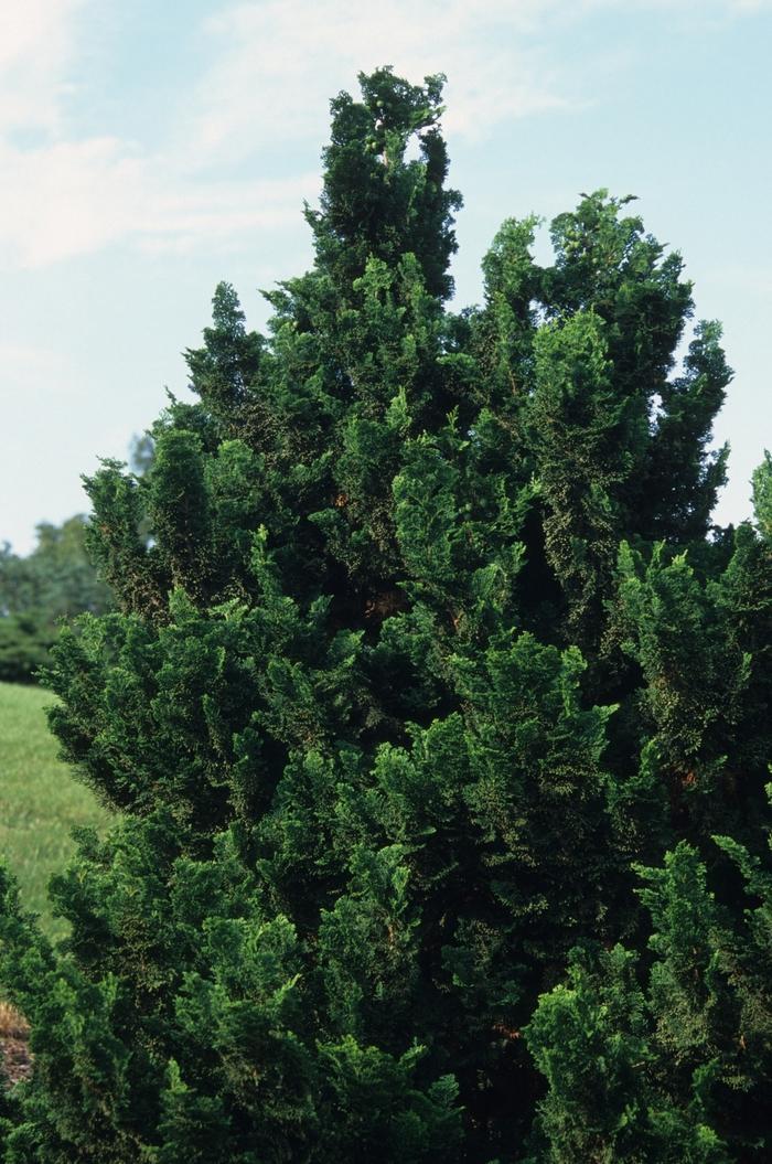 Chamaecyparis Obtusa Rigid Dwarf - View 3 from www redcrocus com