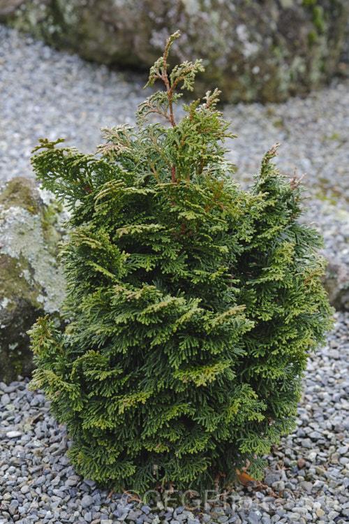 Chamaecyparis Obtusa Rigid Dwarf - View 9 from www redcrocus com