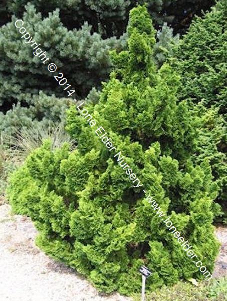 Chamaecyparis Obtusa Rigid Dwarf - View 15 from www redcrocus com